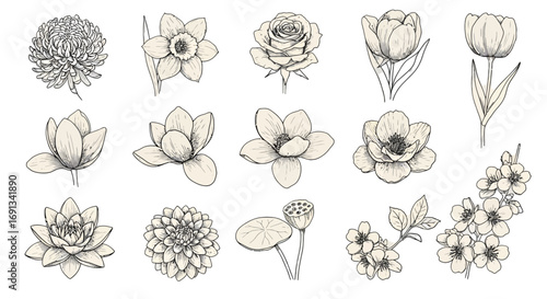 A collection of fifteen detailed, hand-drawn botanical illustrations of various flowers including clover, daffodil, rose, tulip, lotus, dahlia, and small blossoms.
