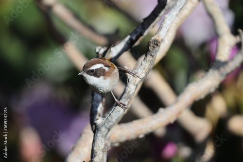 Photography The white-browed fulvetta (Fulvetta vinipectus kangrae) is a bird species in the family Paradoxornithidae