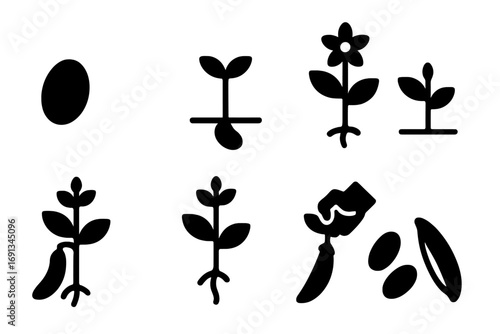 Bean Plant Lifecycle Icons. Solid, filled icon set of bean plant lifecycle: seed, germination, seedling, flowering, pod formation,