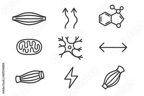 Muscle Contraction Icons. Outline icon set of muscle contraction: muscle fiber, wave arrows, ATP molecule,
