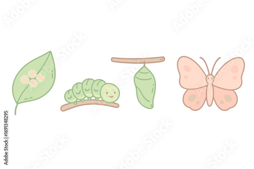 Butterfly life cycle cartoon. Metamorphosis insect. Transformation from egg, larva, caterpillar to pupa, chrysalis and butterfly. Growth evolution stages. Biology vector set.