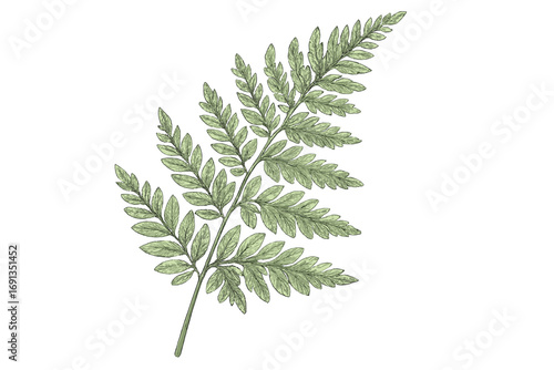 Fern frond leaf vector illustration. Botanical plant foliage. Green forest jungle greenery. Hand-drawn natural art sketch. Isolated decorative design element. Intricate detail.