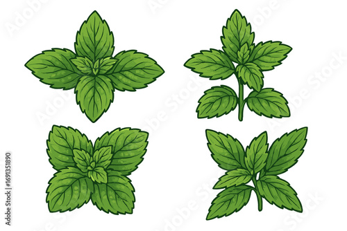 Set of fresh mint leaves. Green spearmint and peppermint sprigs. Botanical vector illustration for natural, organic food and drink concepts. Cartoon herb design element.