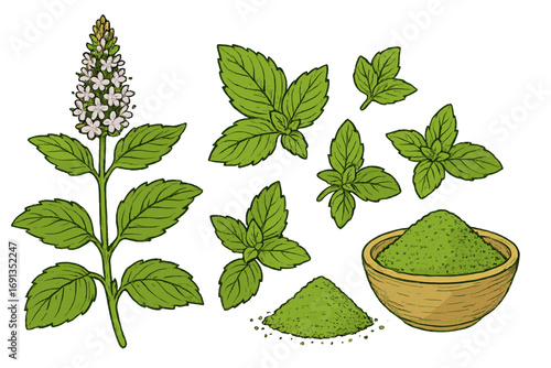 Mint plant and powder preparation set. Botanical vector illustration of fresh Mentha leaves, flowers, and dried powder in a bowl. Herbal medicine and culinary spice concept.