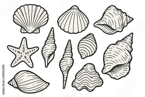 Collection of various sea shells in a detailed line drawing style. Hand drawn vector illustration of starfish, clam, scallop, conch. Marine aquatic nature objects set.