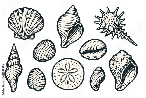Seashells collection hand drawn vector illustration. Vintage clam, conch, sand dollar sketch set. Retro sea shell engraving style icons. Marine life beach nature objects.