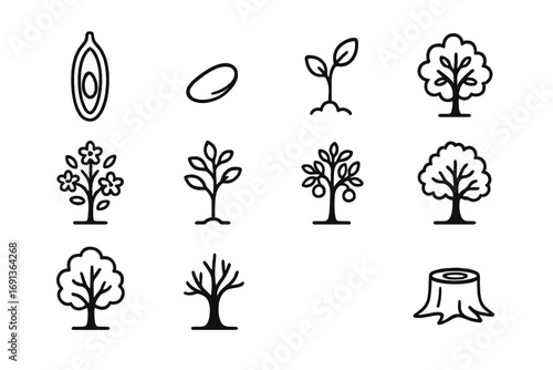 Tree Lifecycle Icons. Outline icon set of tree lifecycle: seed pod, germination, seedling, sapling, flowering