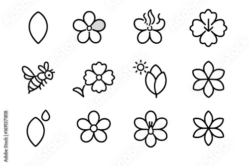 Flower Petal Functions. Outline icon set of function of flower petals: petal shape, color variation, scent,