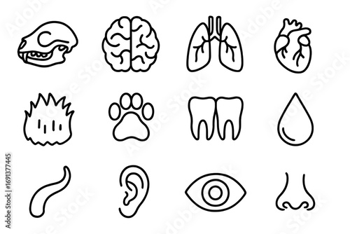 Mammal Anatomy Icons. Outline icon set of mammal anatomy: skull, brain, lungs, heart, fur patch, paw, teeth, milk drop, tail, ear,