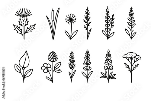 Nature Icon Set. Outline icon set of nature vibe package design with wild plants: thistle bloom, cattail reed, dandelion puff,