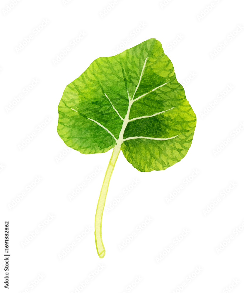 Fototapeta premium 葉ワサビ（単品） 野菜・薬味の手描き水彩イラスト素材