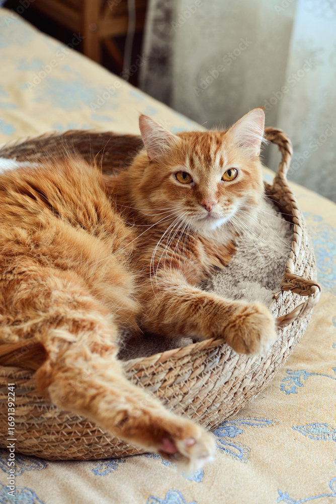 Fototapeta premium Cute ginger cat laing in his soft cozy round woven cat bed