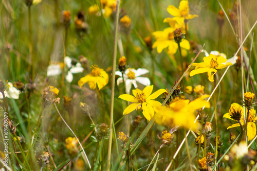 planta, flores y frutos silvestres de los andes peruanos