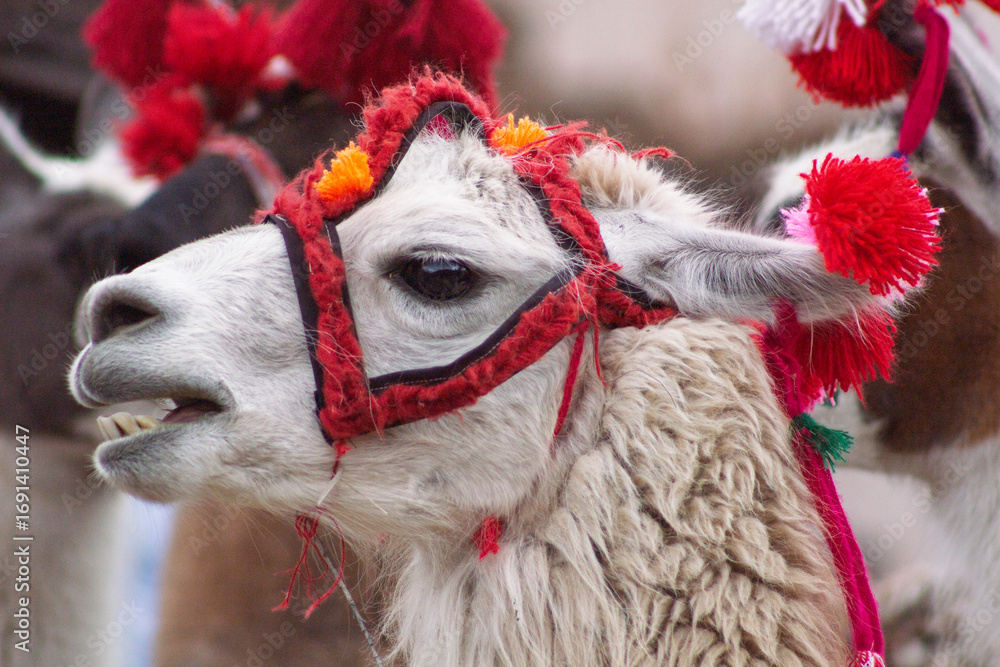 Obraz premium animales de los andes peruanos, retrato