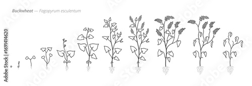 Growth stages of buckwheat plants from seeds to harvest. Botanical monochrome black and white hand drawn vector Illustration
