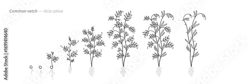 Growth stages of common vetch from seed to harvest. Botanical monochrome black and white hand drawn vector Illustration