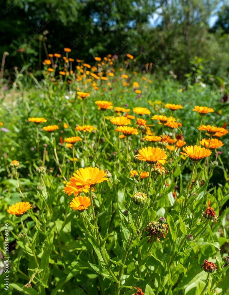 Obraz premium Vibrant orange flowers in a garden