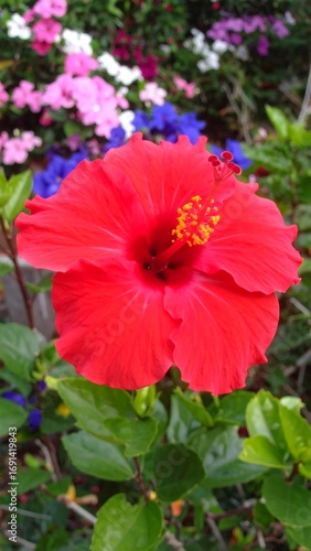 Wallpaper Mural Vibrant red hibiscus flower in garden setting Torontodigital.ca