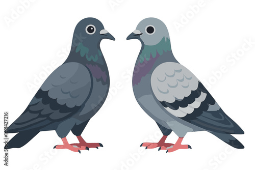 Two pigeons standing together vector illustration. Pair of cute city birds, rock doves. Urban wildlife animal characters. Simple flat cartoon graphic design clipart.
