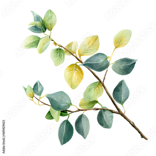 Watercolor illustration of a branch with leaves (1) isolate on white background