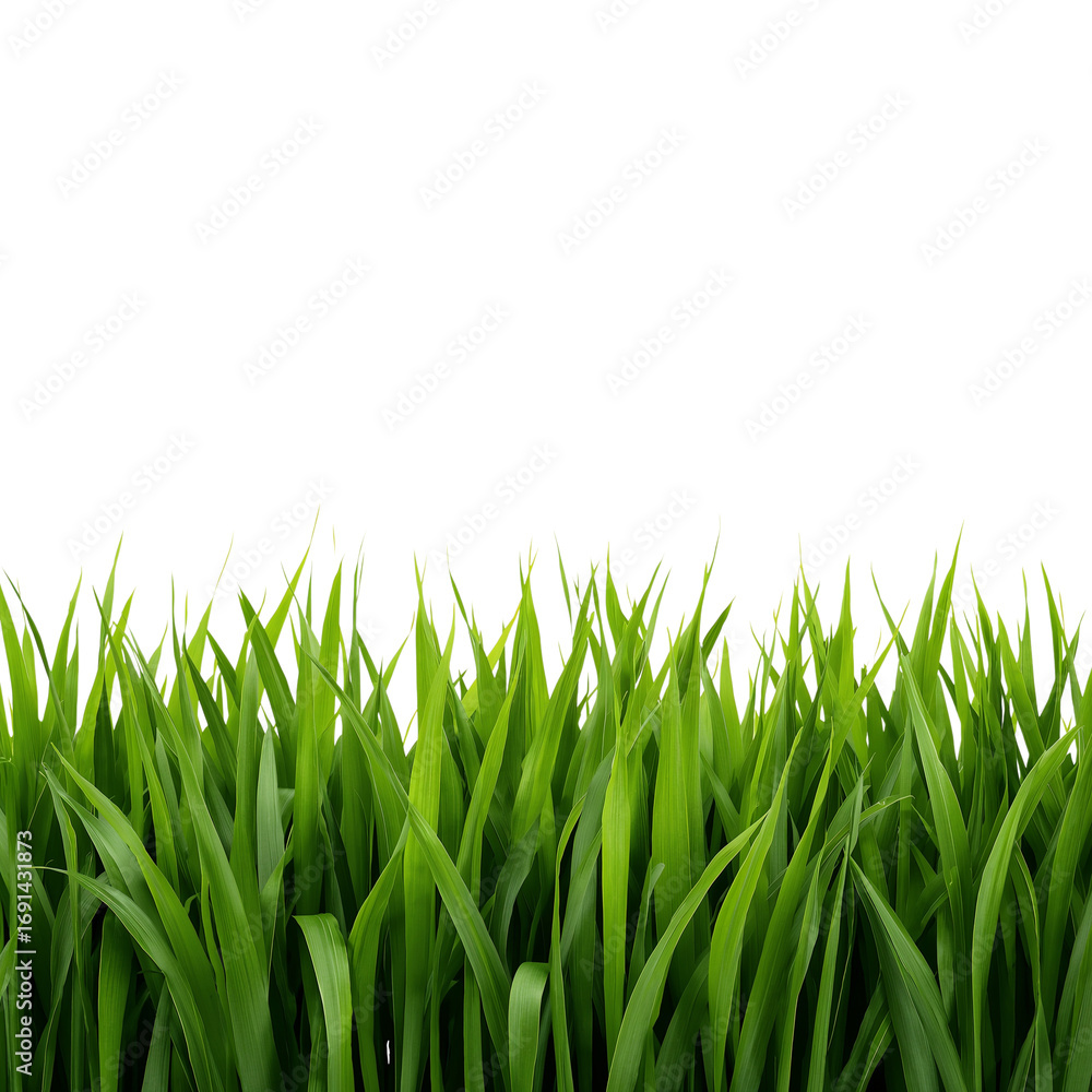 Fototapeta premium green grass png, fresh grass png, realistic grass png, natural grass png, summer grass png, spring grass png, lush grass png, bright green grass png, detailed grass png, high quality grass png