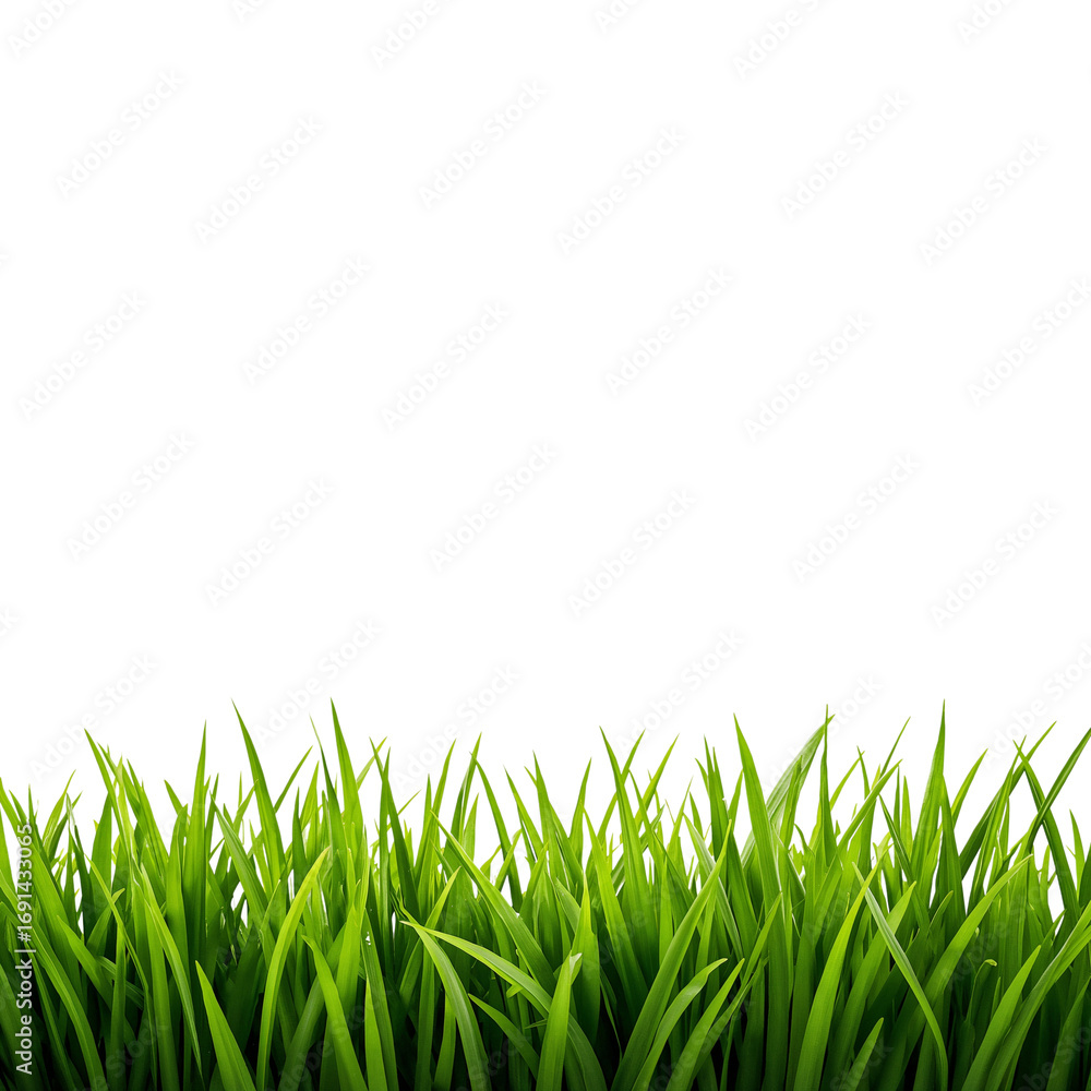 Fototapeta premium green grass png, fresh grass png, realistic grass png, natural grass png, summer grass png, spring grass png, lush grass png, bright green grass png, detailed grass png, high quality grass png