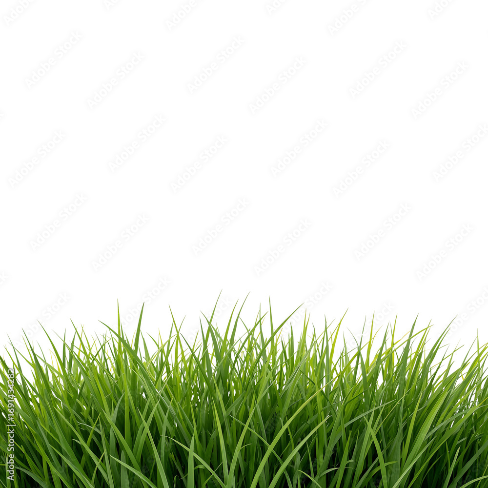 Obraz premium green grass png, fresh grass png, realistic grass png, natural grass png, summer grass png, spring grass png, lush grass png, bright green grass png, detailed grass png, high quality grass png