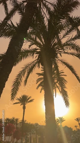 Tropical background of silhouetted palm trees against a warm glowing tropical sunset sky, vertical video