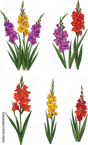 Gladiolus flowers, purple yellow red blooms, botanical plant illustration, garden floral design, seasonal gardening, cut flower arrangement, ornamental plant, summer spring blossoms, vector art