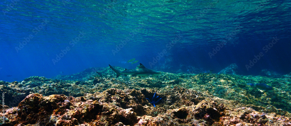 Fototapeta premium Underwater photography of in the shallow tropical waters. Blacktip reef shark in rays of sunlight. Off the coast of the island Koh Lanta in Thailand. 