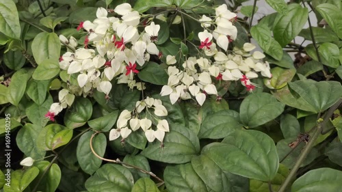 Clerodendrum thomsoniae, also known as Bleeding Heart Vine, is an ornamental vine native to tropical West Africa. This plant is often used as a shade plant and for traditional medicine.