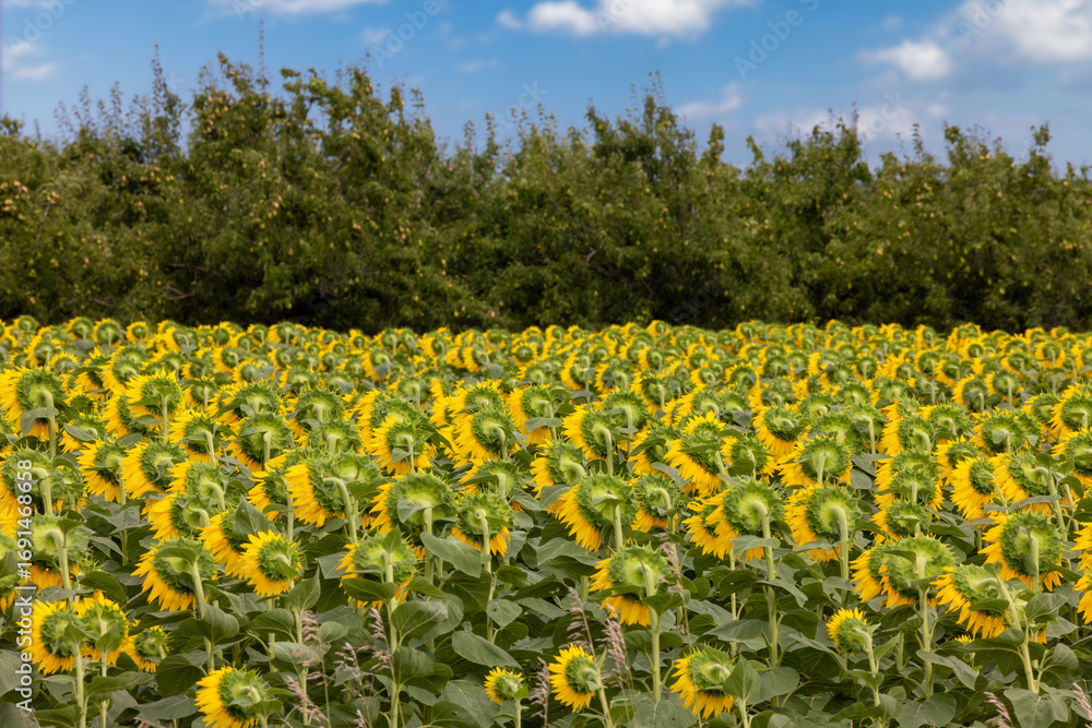 Fototapeta premium A field of large yellow mature sunflowers at a sunflower oil farm showing the flower heads from the back