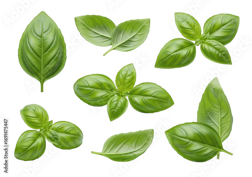 Fresh Basil Leaves Isolated on Transparent Background Aromatic Herb Culinary Ingredient Green Leafy Vegetable Flavorful Garnish Cooking Essential