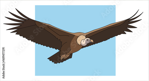 Cartoon Vulture with Wide Wingspan Soaring in Flight, Vector Illustration