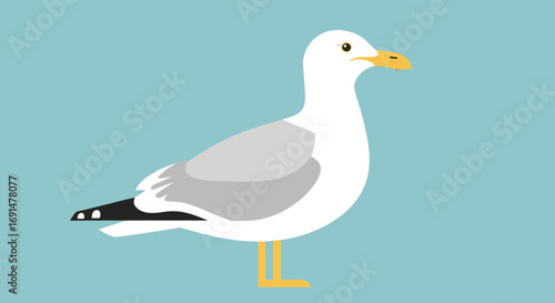 A minimalist flat design illustration of a standing white and grey seagull.