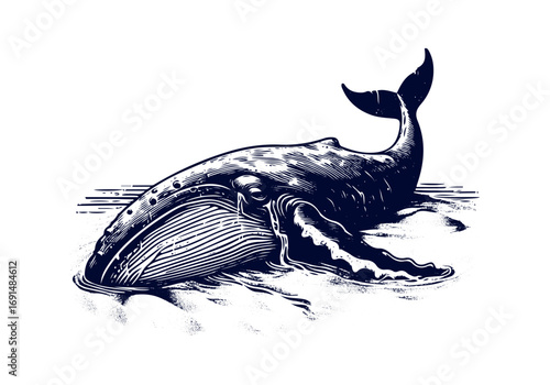 Humpback Whale Hand Drawn Engraved Sketch Vector Illustration by AZ for Books, Arts, Design and Decoration Graphic Asset