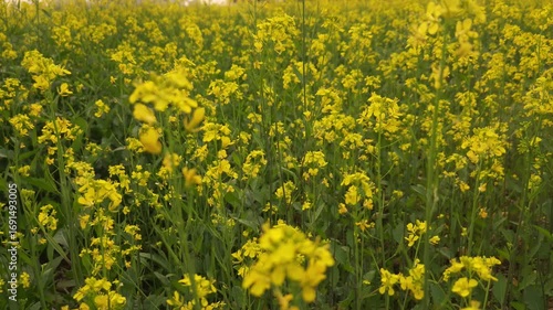 Yellow mustard flowers (Sarso) blow gently in the wind, rural land filled with vibrant canola flowers. India