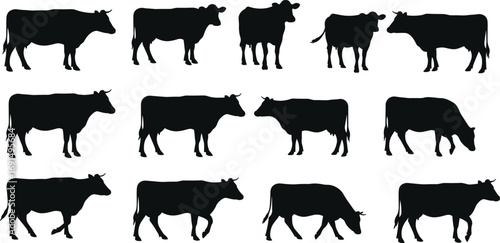 Silhouettes of cows standing, grazing, walking, isolated on white background, perfect for farm design, agriculture, livestock, rural scene illustrations