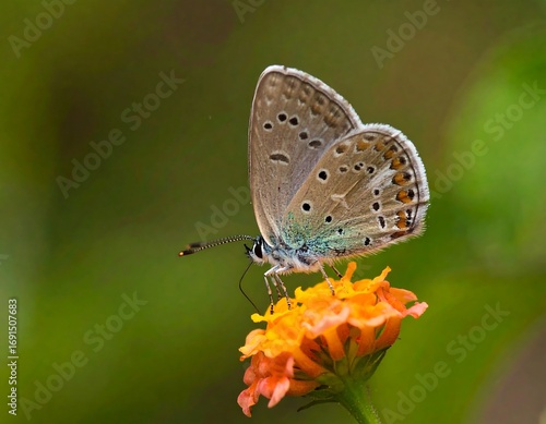 Wallpaper Mural Close-up of a butterfly on a flower (7) Torontodigital.ca