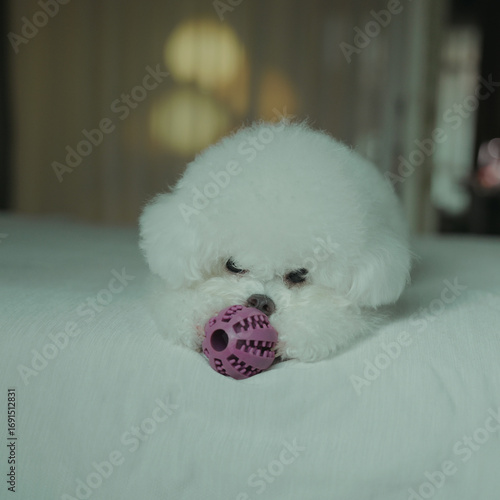 bog bichon puppy qute 1 year old adorable
