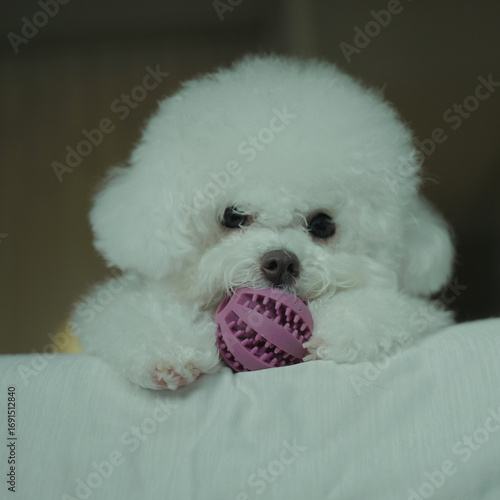 bog bichon puppy qute 1 year old adorable