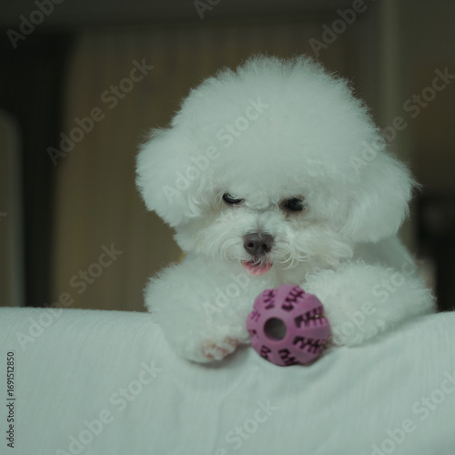 bog bichon puppy qute 1 year old adorable