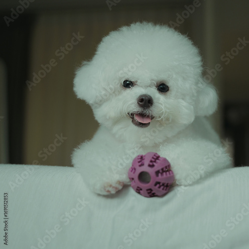 bog bichon puppy qute 1 year old adorable