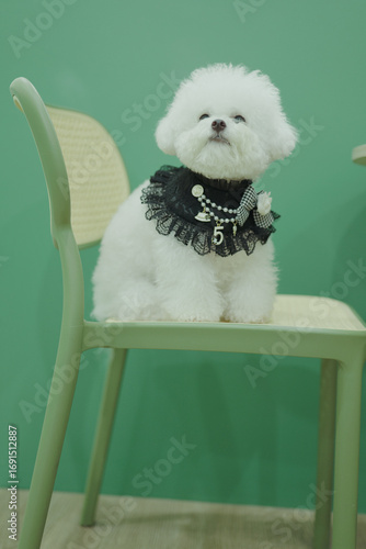 bog bichon puppy qute 1 year old adorable