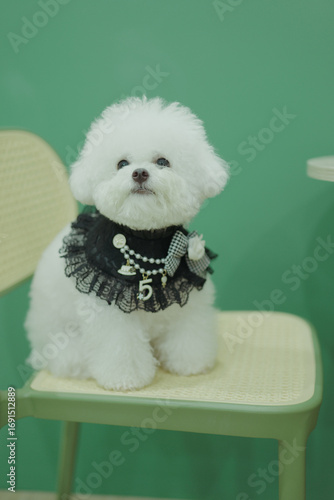 bog bichon puppy qute 1 year old adorable