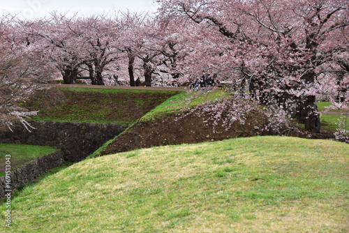 五稜郭の土塁の桜