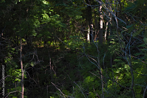 Dense Forest Interior with Dappled Sunlight, Weston Bend State Park