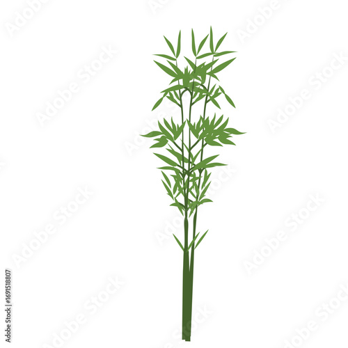 Green bamboo plant illustration, tropical natural element for Asian themes, eco-friendly designs, and garden decorations.