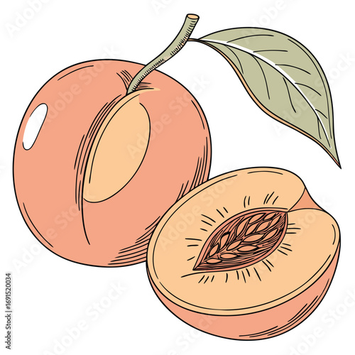 Fresh Peaches Whole and Halved with Leaf Hand Drawn Illustration.