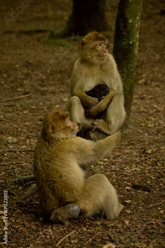 The Barbary macaque, Barbary ape (Macaca sylvanus).